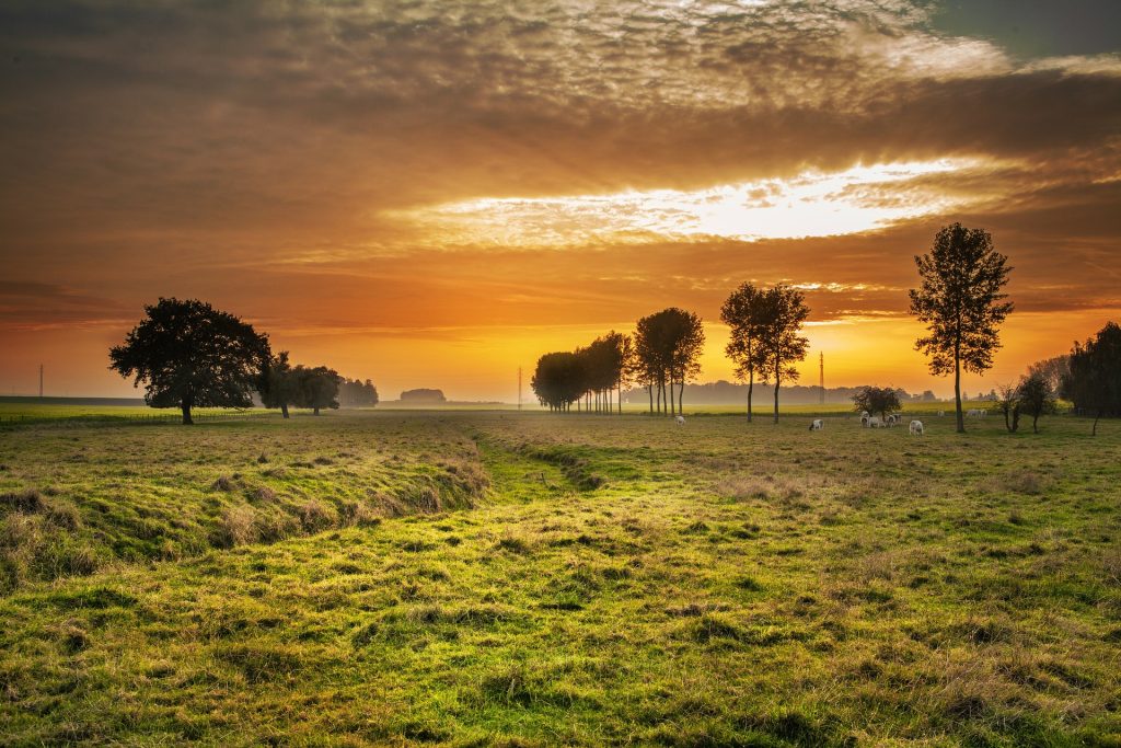 Põld. Foto: Pixabay
